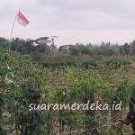 Banyuwangi Heboh, Bendera Merah Putih Bertuliskan P Joko Berkibar