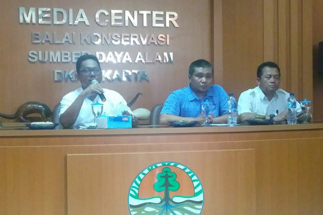 Ditjen KSDAE, KLHK Bersama JAAN Translokasi 11 Ekor Buaya Muara