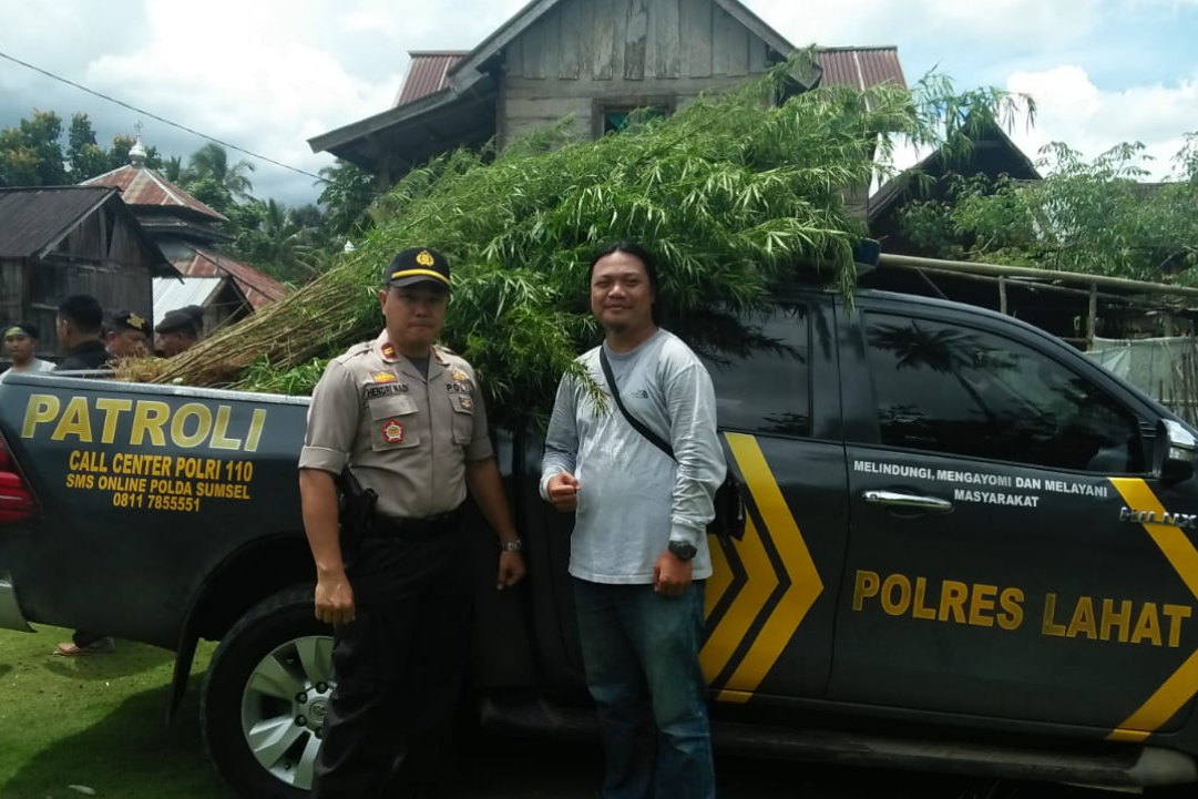 Satres Narkoba Polres Lahat Temukan Ladang Ganja 1 Hektar