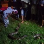 Warga Muna Digegerkan Dengan Tertangkapnya Seekor Ular Piton