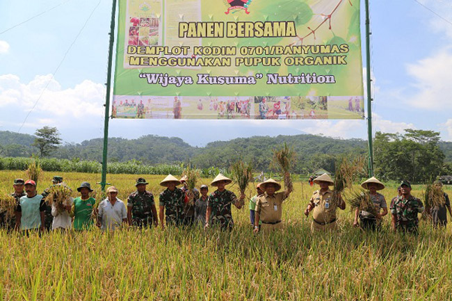 Panen Padi Perdana Dengan Pupuk Wijayakusuma Nutrisi