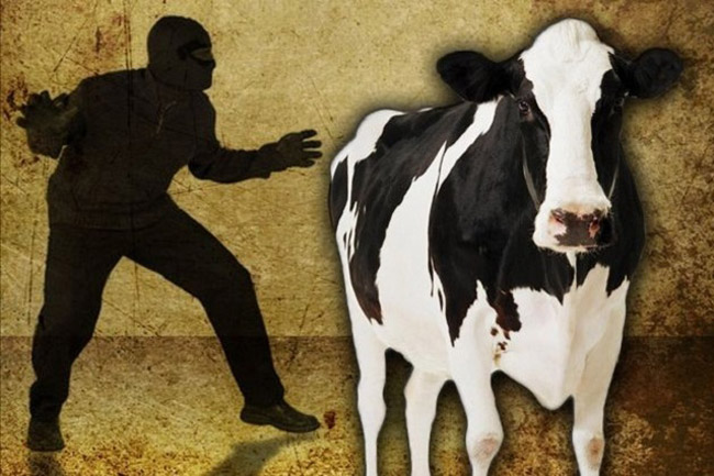 Buron 5 Bulan Kasus Pencurian Sapi Ditangkap Jarantas Polres Muna