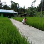 Bercocok Tanam Padi di Kepulauan Yapen Papua